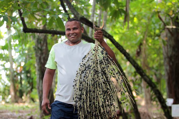 jabuticaba supera açaí e é eleita a segunda melhor fruta do mundo em ranking mundial