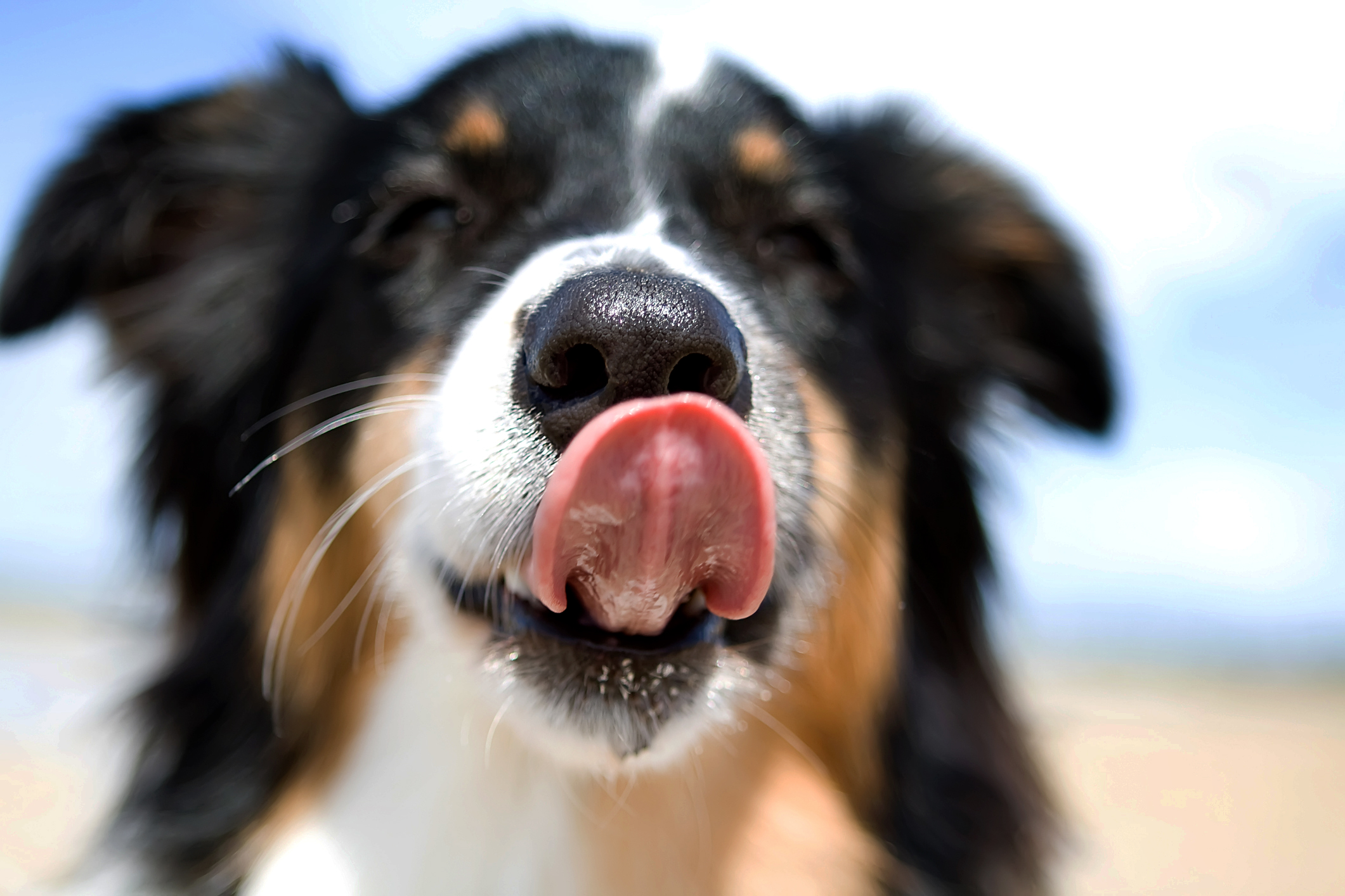 Почему собака дышит с высунутым языком. Нос собаки. Собака с языком. Собака облизывается. Мокрый нос собаки.