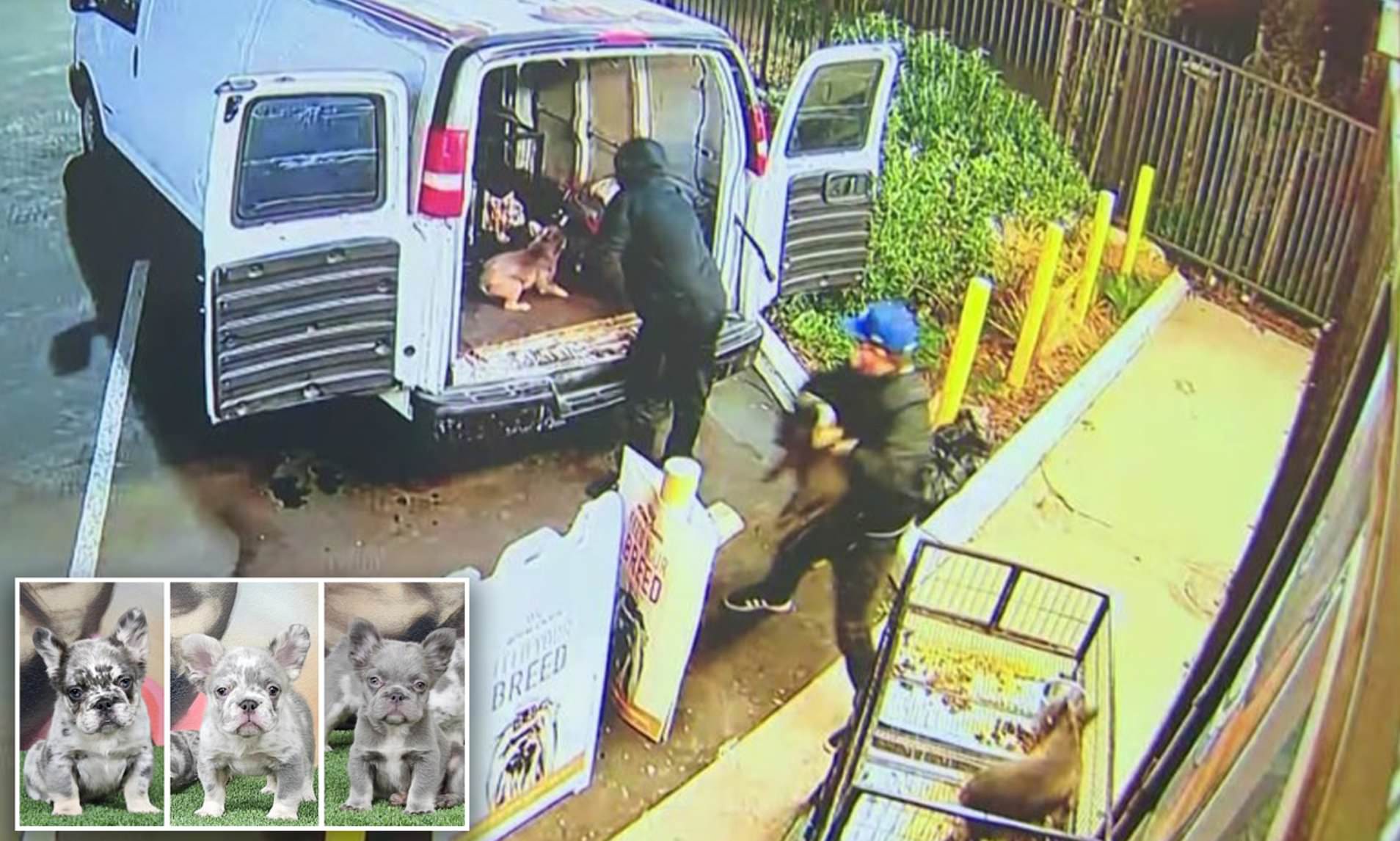 Moment Brazen Thieves Steal A Dozen Caged French Bulldog Puppies Worth ...