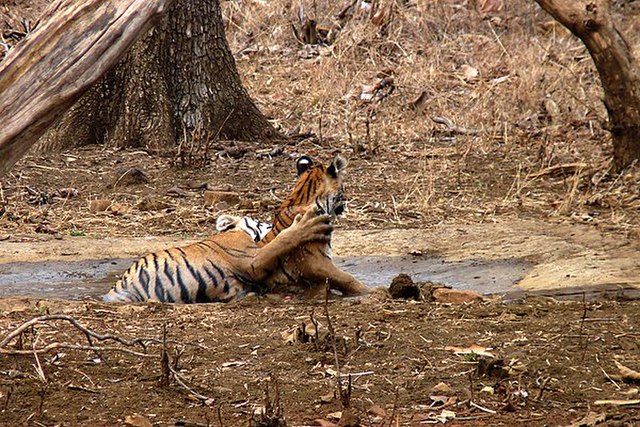 <ul>   <li><a href="http://bengaltours.com/trip-to-the-sundarbans-forest/">Bengal Tours (three-day)</a></li>   <li><a href="https://www.guidetours.net/location/sundarbans-magical-mangroves/">Guide Tours (three-day)</a></li>  </ul> <ul>   <li><a href="https://www.responsibletravel.com/holiday/10294/bangladesh-tiger-safari-holiday">Responsible Travel (eight-day safari) </a></li>  </ul> <p><strong>Tiger Safari Operators:</strong></p> <p><strong>How to get there:</strong> The sundarbans national park is located in the south west of bangladesh, around 6 hours drive from Dhaka. </p> <p>You can also see saltwater crocodiles, wild boar, languages and many birds.</p> <p>However, Tiger sightings in Bangladesh are <a class="wpil_keyword_link" title="rare" href="https://www.animalsaroundtheglobe.com/top-5-rarest-animals-around-the-globe/">rare</a>, compared to other countries.  Another interesting place for Tiger Safaris or Tiger Tours. Operators offer Boat tours from the city of Khulna in the southwest. Bed and Breakfast on the leading boat, track tigers on smaller boats or en foot (with armed security personal)</p> <p>It’s the home of more than 1120 Bengal tigers. </p> <p>Welcome to the world’s largest mangrove forest, starting in India and going through Bangladesh. </p>