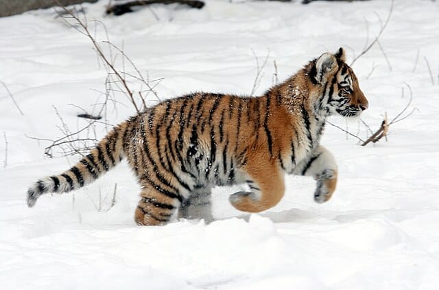 <ul>   <li><a href="http://www.russiatigertracking.com/">Russia Tiger Tracking</a></li>   <li><a href="https://www.visitrussia.org.uk/observing-the-tiger">Visit Russia</a></li>  </ul> <p><strong>Tiger Safari Operators: </strong></p> <p><strong>How to get there:</strong> Durminskoye Reserve is about two hours’ drive from Khabarovsk, in the South-Eastern part of Russia in Khabarovsk Krai. </p> <p>Tourist tiger safaris are organized like science tours, tracking pug marks on snowmobiles and on food, setting camera traps reviewing footage. What else is there? You can see wolves, lynxes, badgers, foxes, and raptors. <a href="https://www.animalsaroundtheglobe.com/asiatic-black-bear/">In the summer even Asian black bears</a></p> <p>However, with only around 540 individuals left in the wild, the chance to see one is slight. Most of the Tiger Safari tours are based in Durminskoye Reserve, it is a 50.000-acre wildlife sanctuary a three hours drive from Khabarovsk in southeast Russia. It is the last prime habitat for Siberian tigers.</p> <p>In the 1940s, they were hunted to the brink of extinction and only saved due to the new protection grant of tigers in Russia in 1965. </p> <p>The majestic Siberian Tiger, mainly found in eastern Russia or northern China, is our planet’s largest tiger species and cat. It is sadly also the most <a class="wpil_keyword_link" href="https://www.animalsaroundtheglobe.com/endangered-animals/" title="endangered">endangered</a>.  </p>