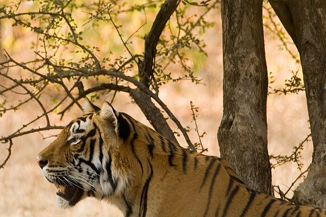 <ul>   <li><a href="https://www.chitwanjungleguides.com/">Chitwan Jungle Tours</a></li>   <li><a href="https://www.tigerresidency.com/about-us.php">Chitwan Jungle Safari </a></li>  </ul> <p><strong>Tiger Safari Operators: </strong></p> <p><strong>How to get there:</strong> The Chitwan National Park is located southwest of Kathmandu in the Terai. </p> <p>The Chitwan National Park is the best known in the country. It is a UNESCO World Heritage site and the first national park in <a class="wpil_keyword_link" title="Nepal" href="https://www.animalsaroundtheglobe.com/wildlife-in-nepal/">Nepal</a>. Dusk jeep safari is very popular, mainly in the morning and evening. The more relaxed parts of the day offer the best chance to see a Tiger. </p> <p>Due to increased conservation efforts, Nepal's Bengal Tiger population doubled in the last decade, with more than 235 individuals in the five national parks. </p>