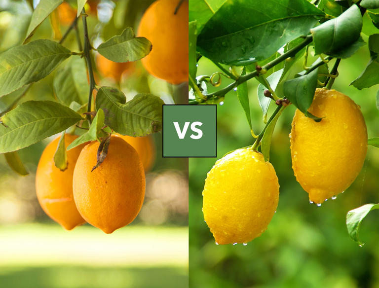 Meyer Lemon vs a Regular Lemon What's The Difference?