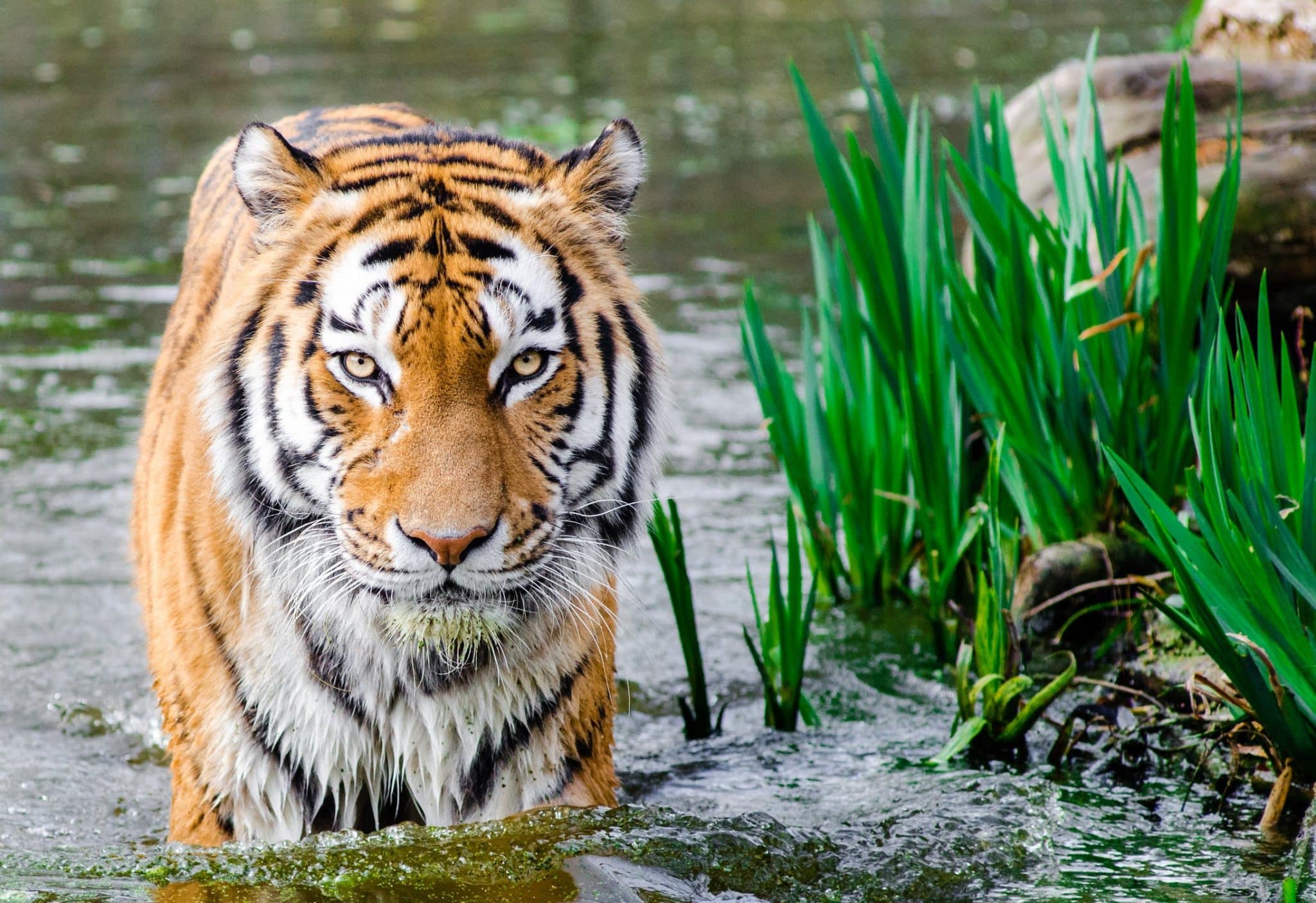 tiger attack safari park