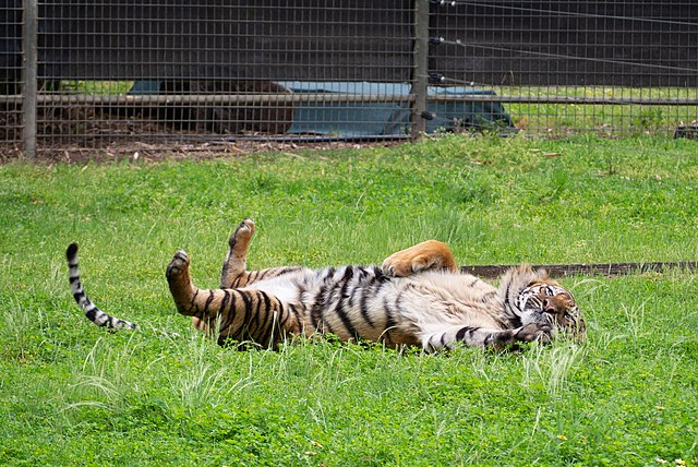 <p>The consequences for the animals are fatal: Massive damage to their health, severe behavioral disorders, and increased mortality.  This Tiger Safari or Tour guide should highlight only sustainable places to go.</p> <ul>   <li>Perform feats for which they are often trained by force,</li>   <li>Have to change venues 50 times a year on average,</li>   <li>Spend most of their time in small cages, inadequate enclosures, or in the transport wagon,</li>   <li>That essential species-specific behavior such as social contacts or movement are considerably restricted or made completely impossible,</li>   <li>that they have little variety or occupation,</li>   <li>that they are often not fed and cared for appropriately,</li>   <li>That veterinary control or care is often inadequate because there are only a few specialized veterinarians for wild animals nationwide or the circus cannot or will not afford the treatment financially,</li>   <li>that in many cases the circus operators lack the necessary expertise,</li>   <li>that there is no fixed winter quarters during the play-free period. Only about every tenth company can call a winter accommodation its own.</li>  </ul> <p>Nevertheless, animals of wild species can still be seen in many circus operations that travel around the world: Tigers, lions, elephants, rhinoceroses, giraffes, sea lions or monkeys – the range of animal species carried along is extensive. Wild animals suffer in the circus. <br><strong>They suffer massively, because:</strong></p> <p>Wild animals make exceptionally high demands on their keeping and accommodation. In a circus enterprise, responsible keeping wild animals is generally impossible.</p>