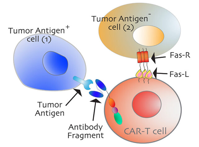scientists find 'kill switch' that activates cancer cell death in the lab