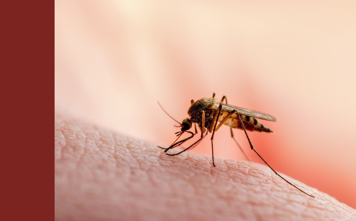 casos de dengue aumentan 50% en américa; ops declara situación de emergencia