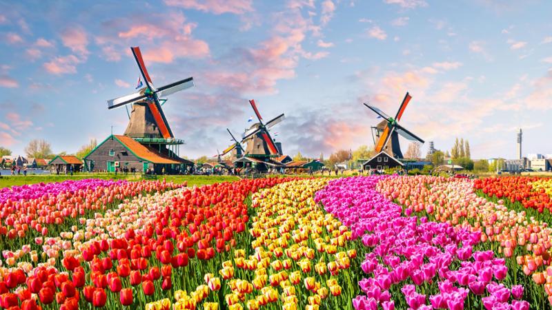 bari, arriva un grande campo di tulipani con 120mila fiori da raccogliere. “qui un angolo di olanda”