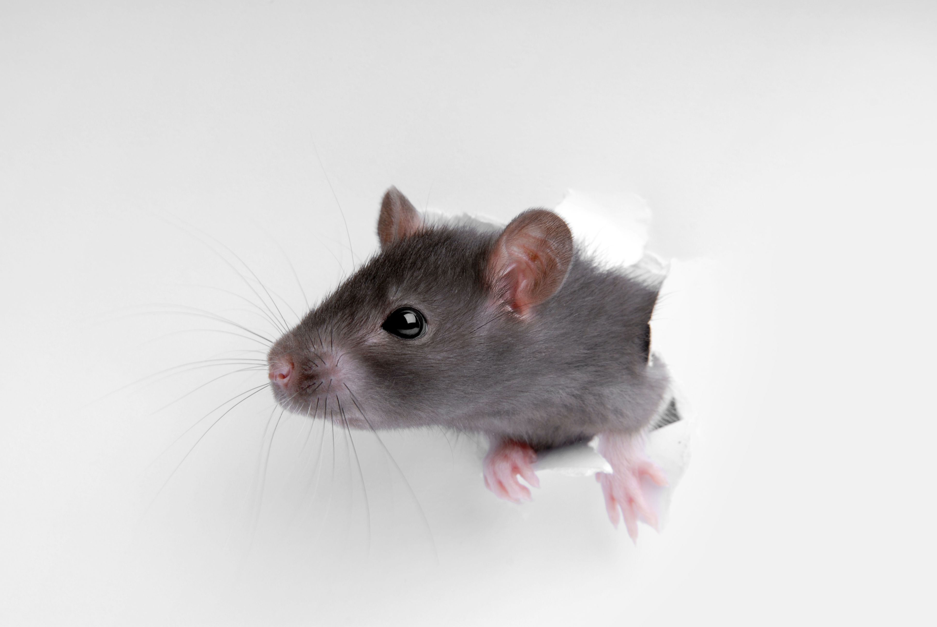 el truco para eliminar las ratas de su casa sin tener que utilizar veneno
