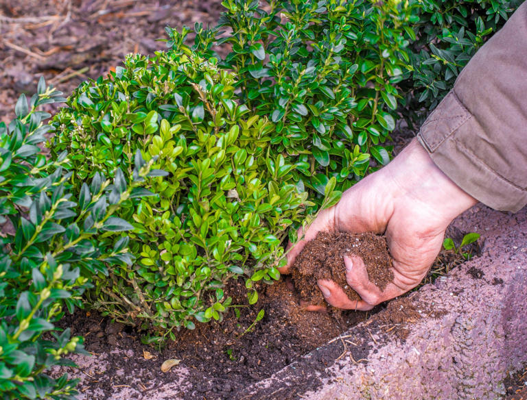 6 Best Evergreen Shrubs For Your Landscaping