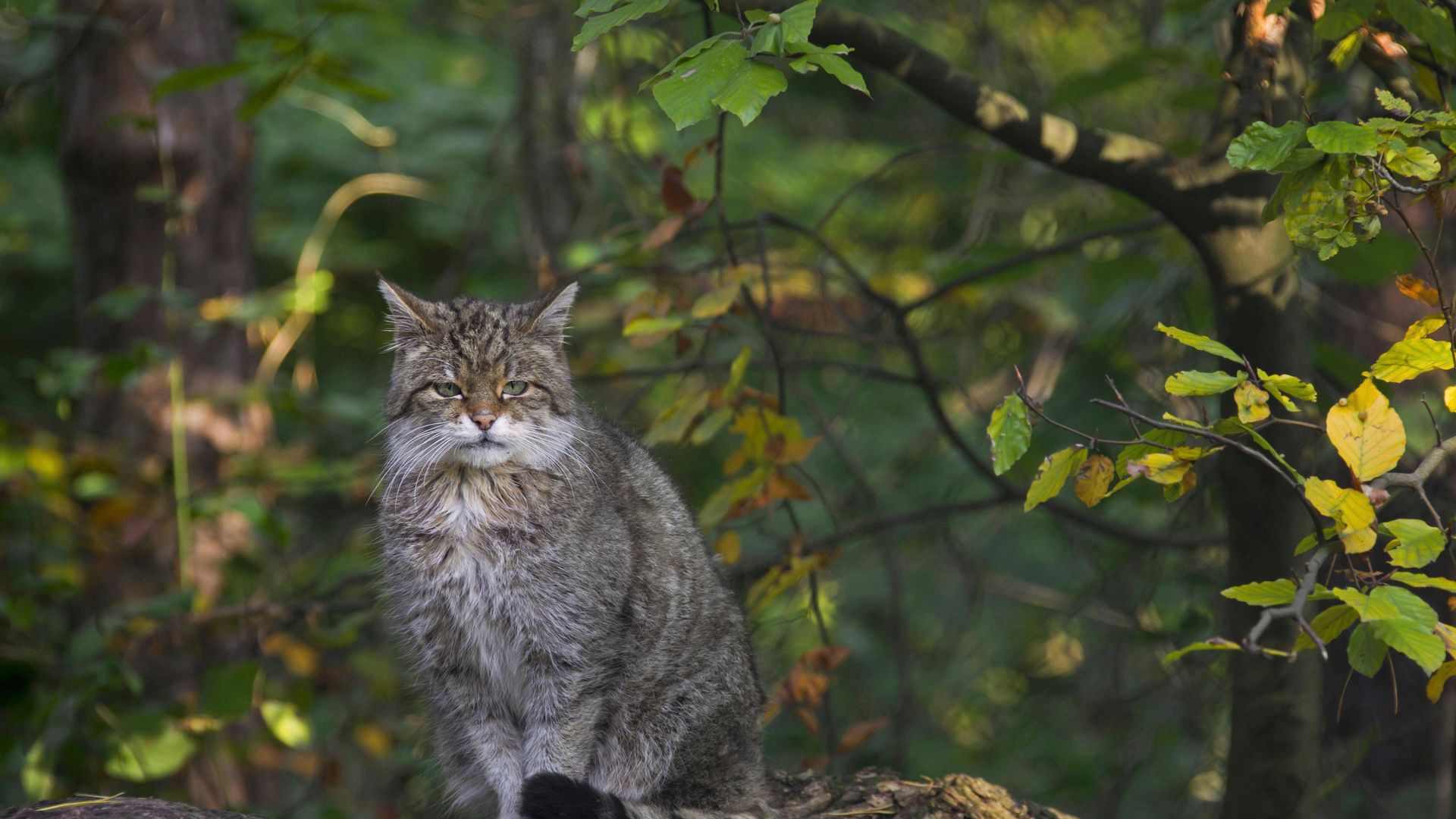 wildkatzen: »langfristig kann die heimische wildtierart verloren gehen«