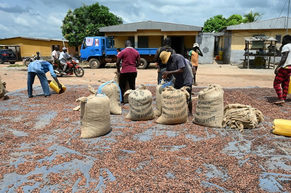 top producer ivory coast fears for cocoa output after rains
