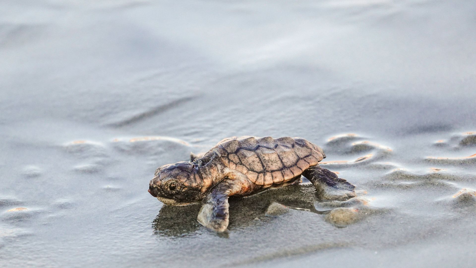 meeresschildkröten-nachwuchs in den usa: eier-rekord an der ostküste