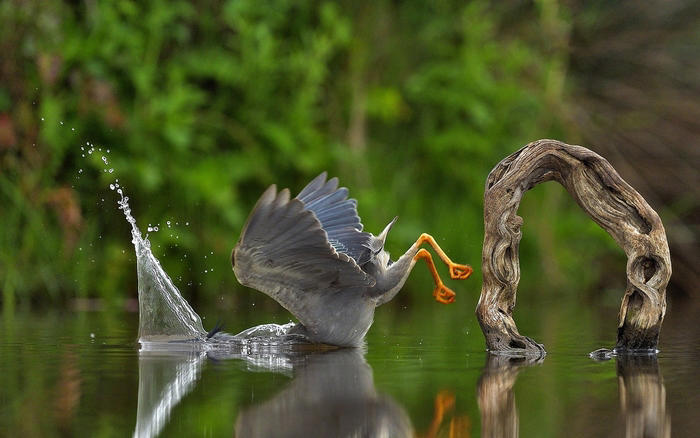 사진솔루션 업체 스펙트럼 포토 특별상 수상작 '예상치 못한 급강하'. 사진=Comedy Wildlife Photo Awards/Vittorio Ricci