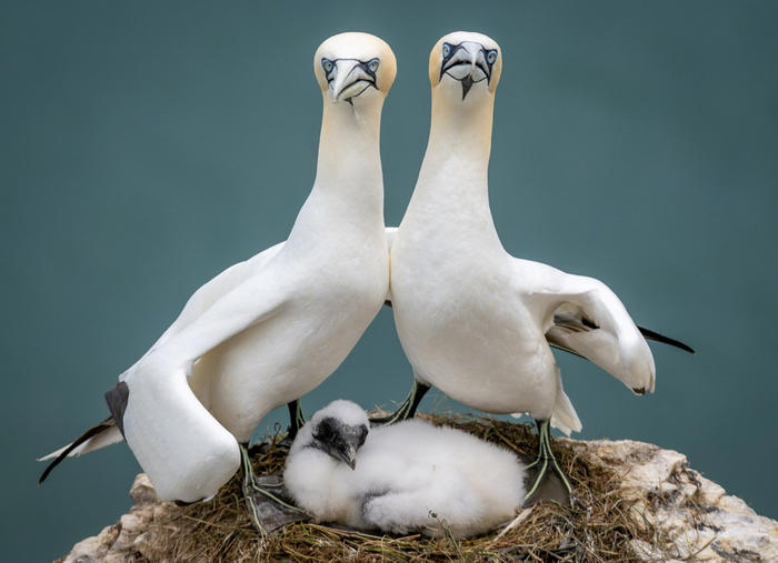 높은 점수를 받은 '가족사진기록'. 사진=Comedy Wildlife Photo Awards/Zoe Ashdown