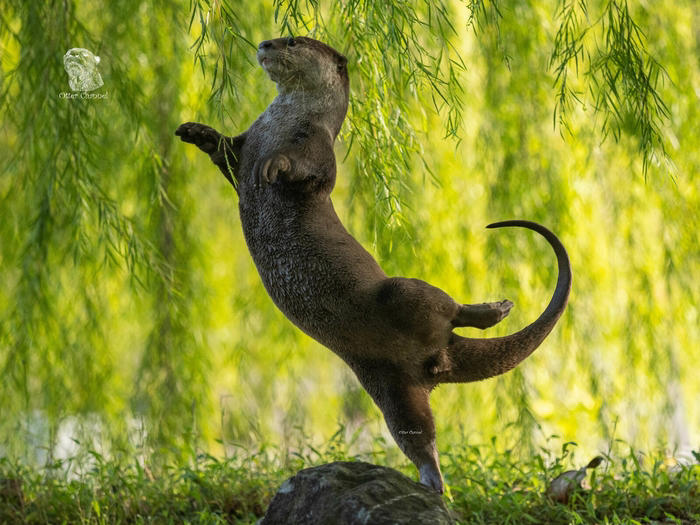 수상동물상 수상작 '수달 발레리나'. 사진=Comedy Wildlife Photo Awards/Otter Kwek