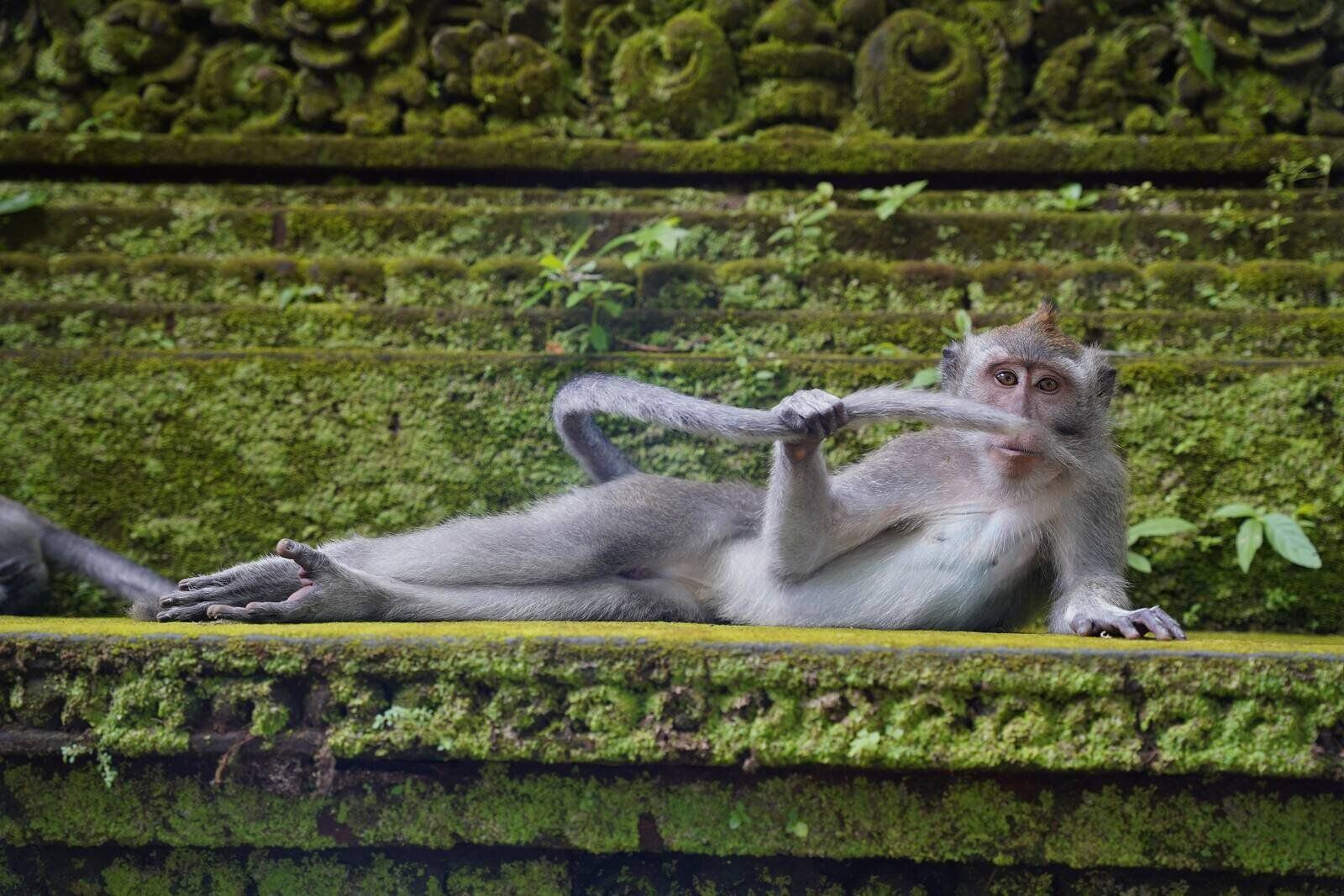 estas son las fotos más divertidas y graciosas del reino animal, ¿cuál es la mejor?