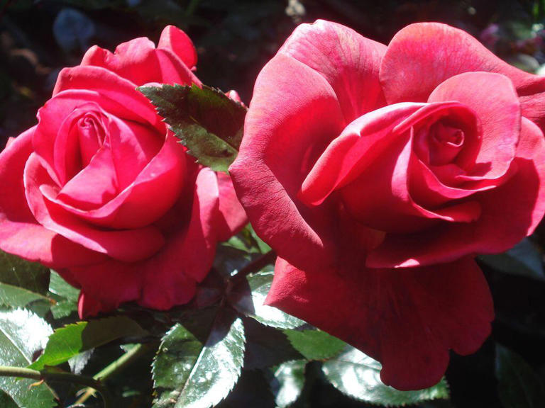 Gardening: Why now is the ideal conditions for roses