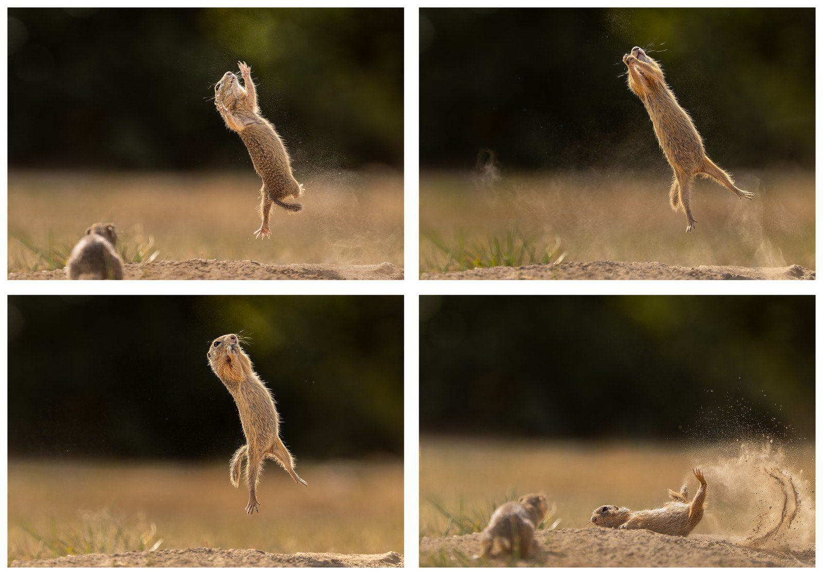 estas son las fotos más divertidas y graciosas del reino animal, ¿cuál es la mejor?