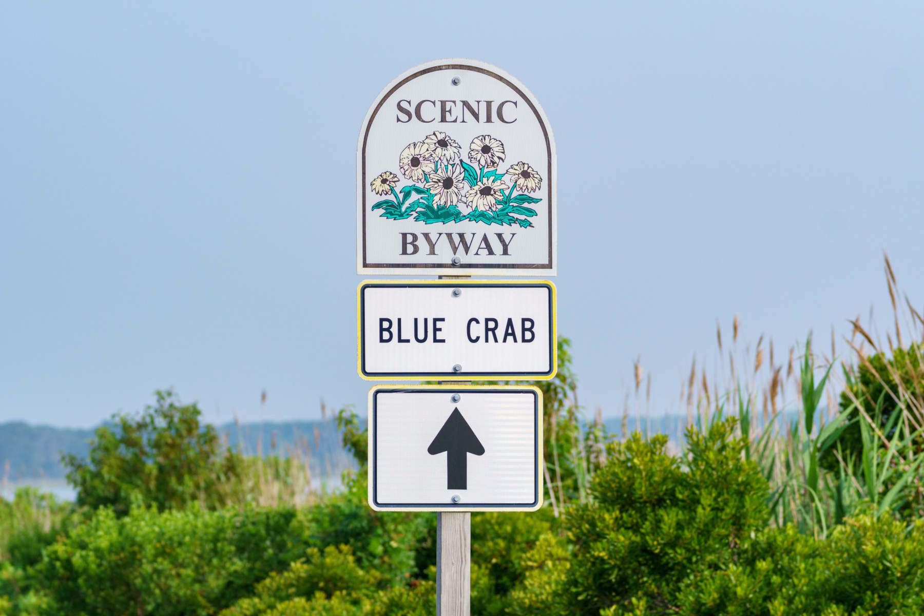 <p>In “Tidewater Maryland,” the Chesapeake Country <a href="https://bluecrabbyway.org/" title="https://bluecrabbyway.org/">Blue Crab Byway</a> takes you on a 210-mile journey from the Nanticoke River toward the urban center of the region, Salisbury. Located between Chesapeake Bay and the Atlantic Ocean, it lets you enjoy rivers, wetlands, marshes, coves, beaches, fresh-caught crab, abundant farmland, unique dialects and historical structures, including 200-year-old neoclassical Teackle Mansion.</p>