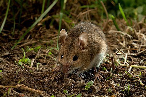 la planta que ayuda a ahuyentar las ratas y los ratones de forma natural