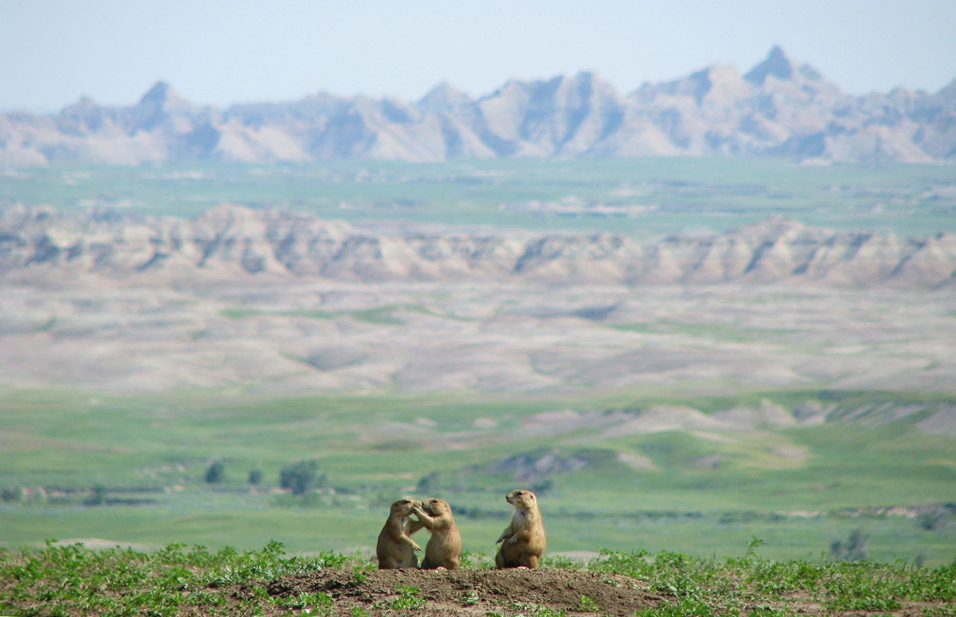 <p>It's home to a variety of native wildlife, including a large colony of prairie dogs. At <a href="https://www.badlandsranchstore.com/about%20us.htm">the Badlands Ranch Store</a> you can buy peanuts and feed the furry rodents, but to see them in a wilder and more natural setting, take a five-mile (8km) detour down the bumpy track from Sage Creek Rim Road to Prairie Dog Town.</p>  <p>Sit back and watch as hundreds as the champion diggers scurry about in the grasslands, popping in and out of their maze of holes.</p>