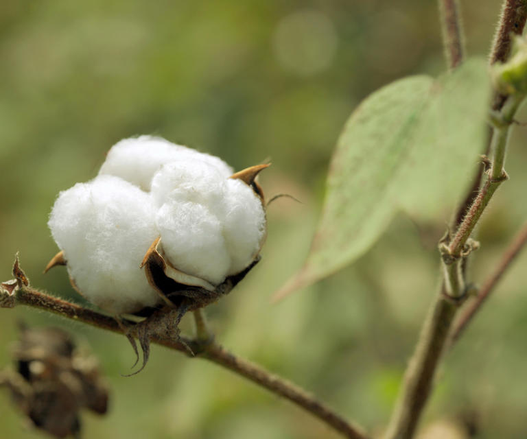 How to grow cotton from seed – all you need to know about growing these ...