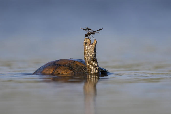 높은 점수를 받은 '행복한 거북이'. 사진=Comedy Wildlife Photo Awards/Tzahi Finkelstein