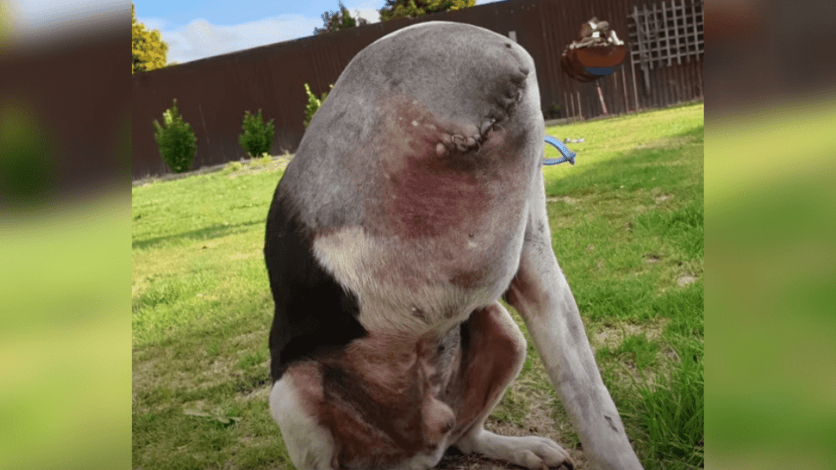 perturbadora foto de un perro deja al mundo horrorizado y en shock