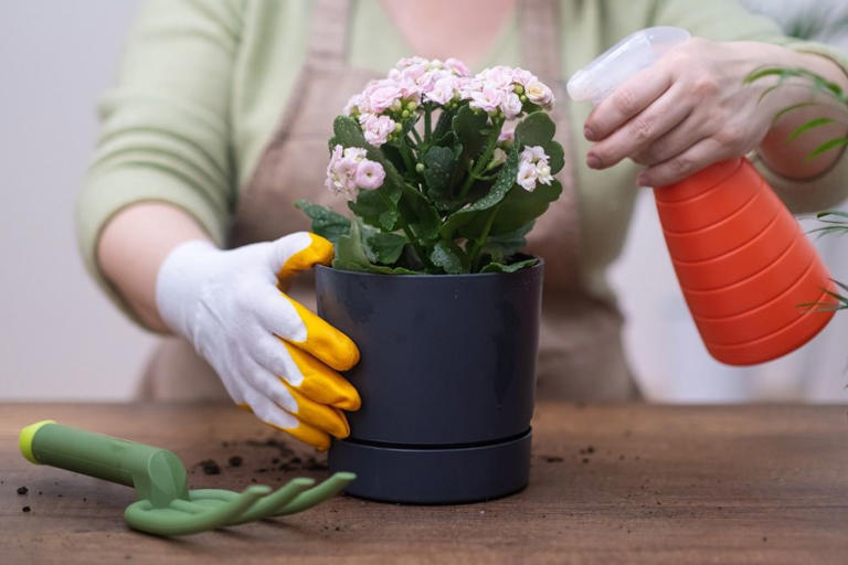 When Will Your Kalanchoe Flower and How To Keep It Blooming