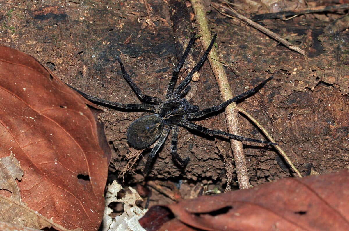 Brazilian Wandering Spider (Phoneutria Boliviensis, aka Banana Spider), Drake Bay, Costa Rica