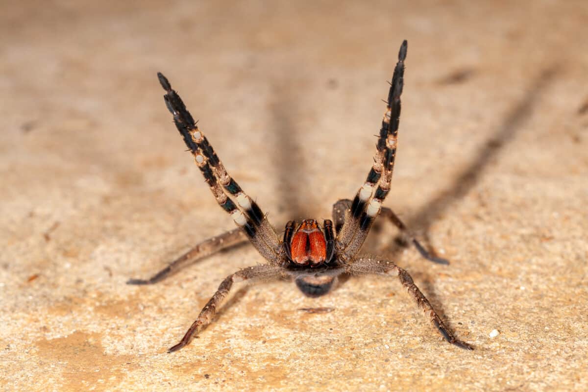 Brazilian wandering spider – danger poisonous Phoneutria Ctenidae
