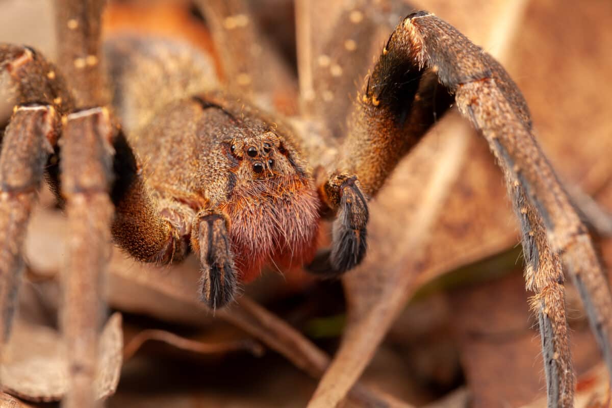 Brazilian wandering spider – danger poisonous Phoneutria Ctenidae