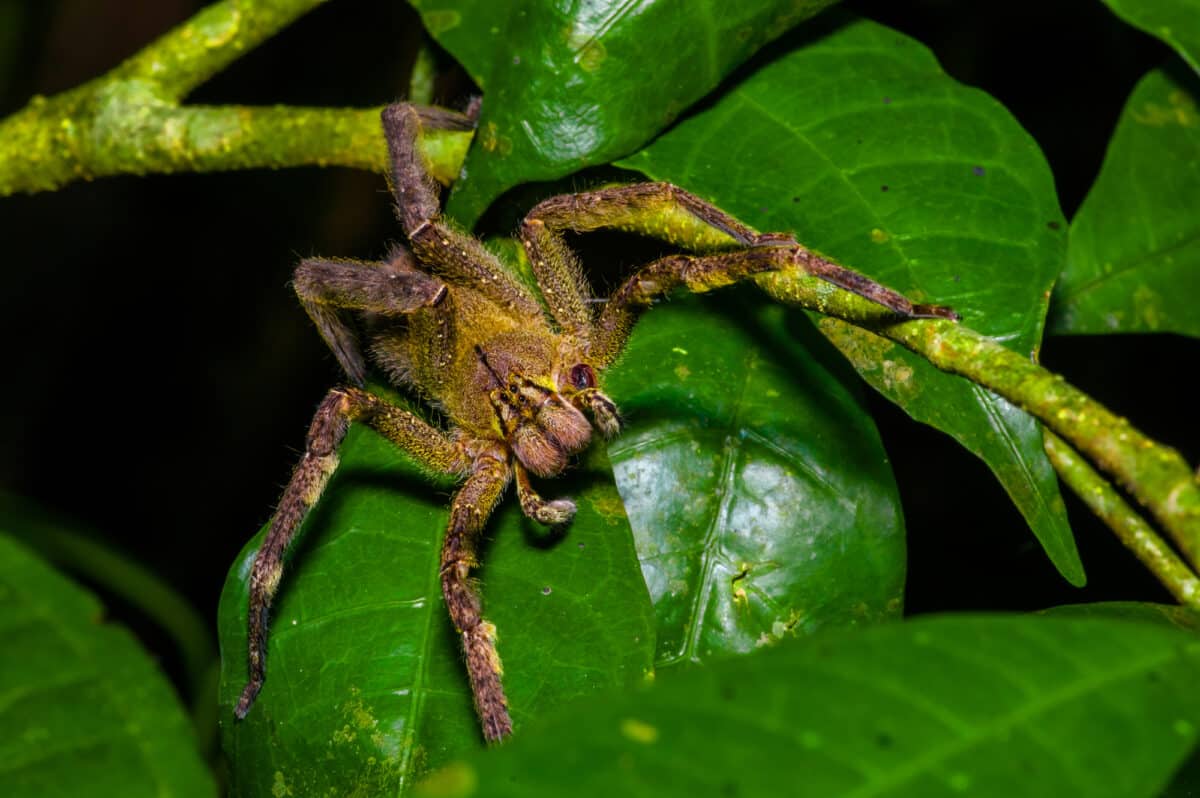 pictures of brazilian wandering spiders