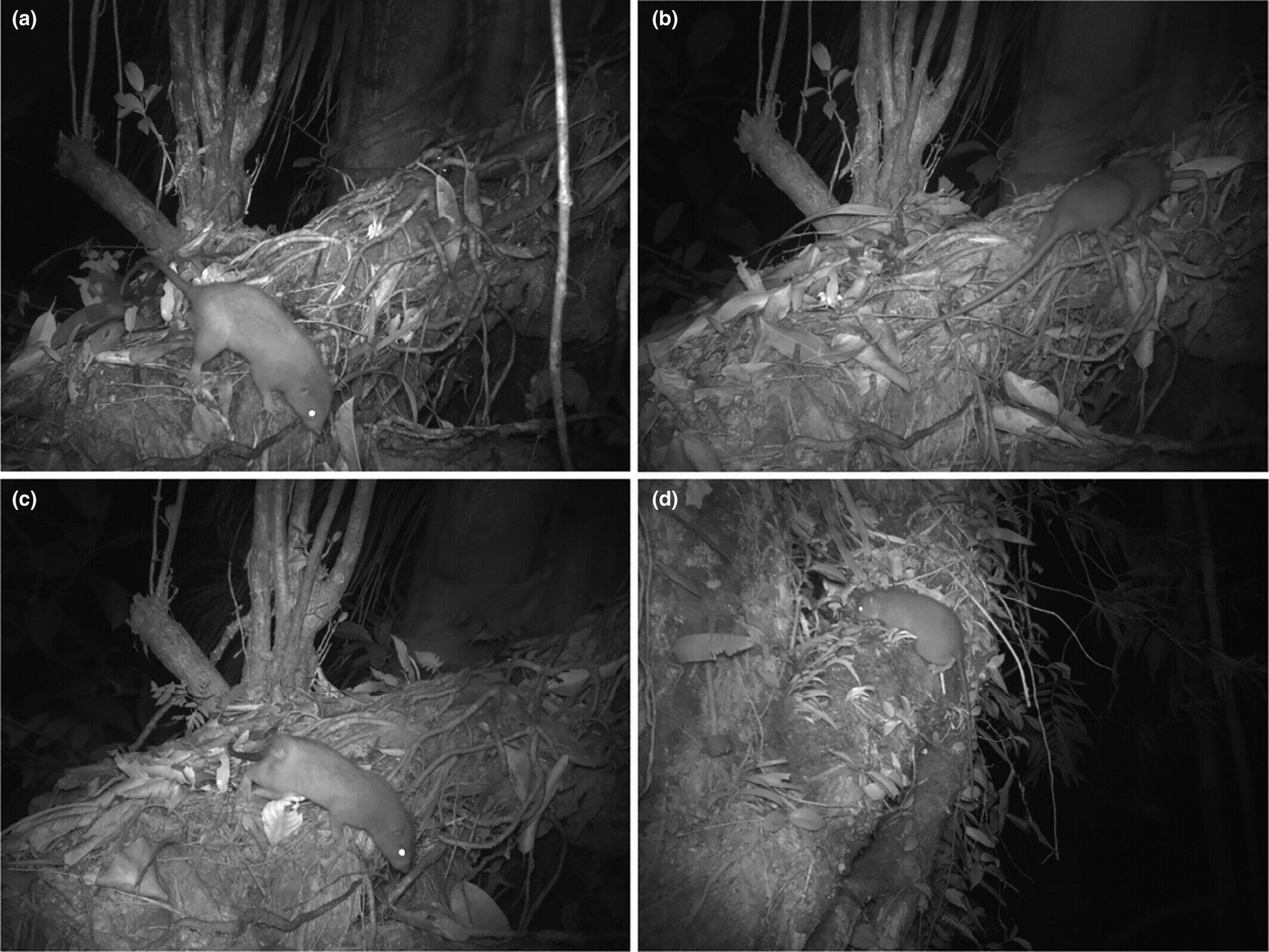 científicos toman las primeras fotografías de la rata gigante de vangunu
