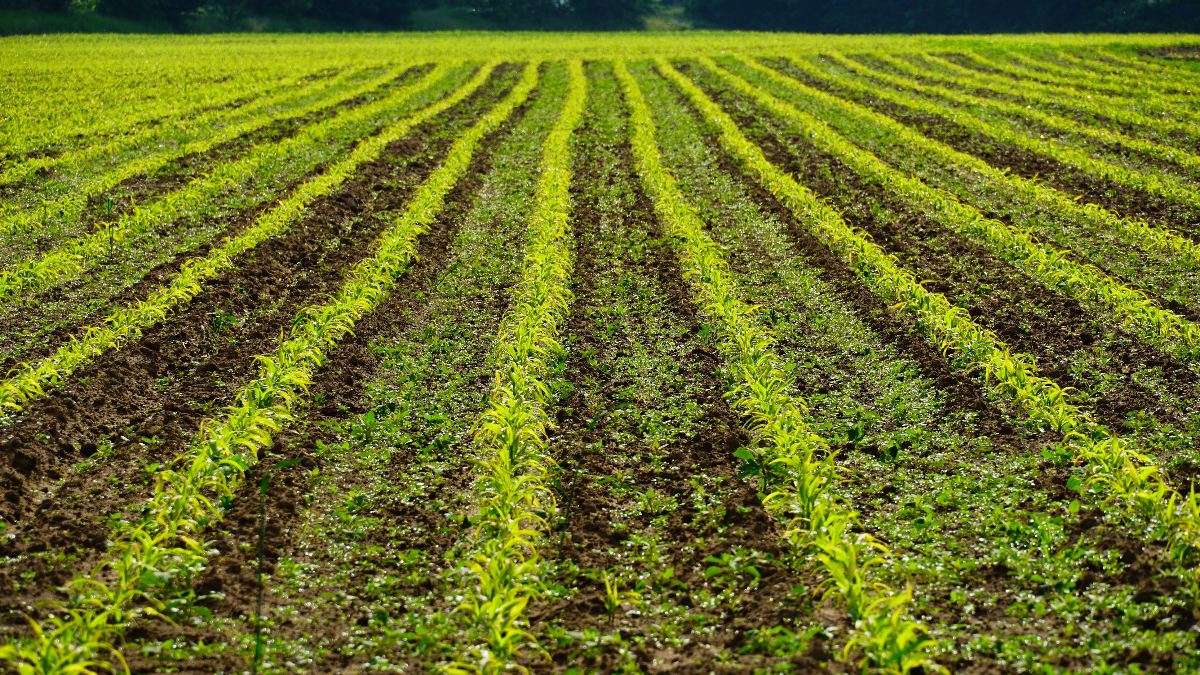 Cover crops