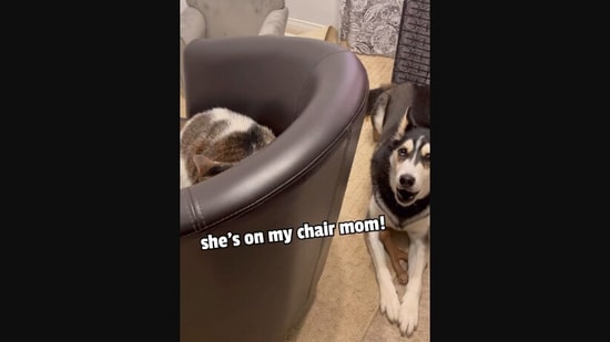 Husky Complains To Pet Mom After Cat Steals Her Chair