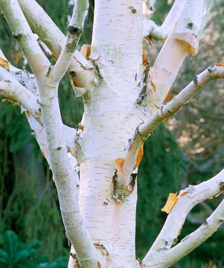 Plants With Attractive Winter Bark – Color And Texture For When The 