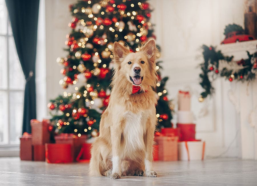 gift guide: what to get your favourite four-legged friend this christmas