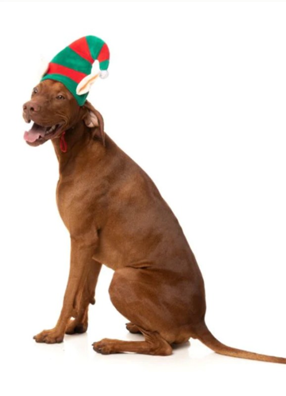 gift guide: what to get your favourite four-legged friend this christmas