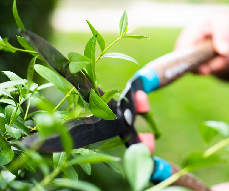 Professional gardeners reveal when to trim evergreen bushes to keep