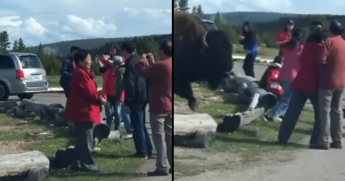skødesløse turister går kæmpe bison på nerverne: så lærer den dem en livsvigtig lektie