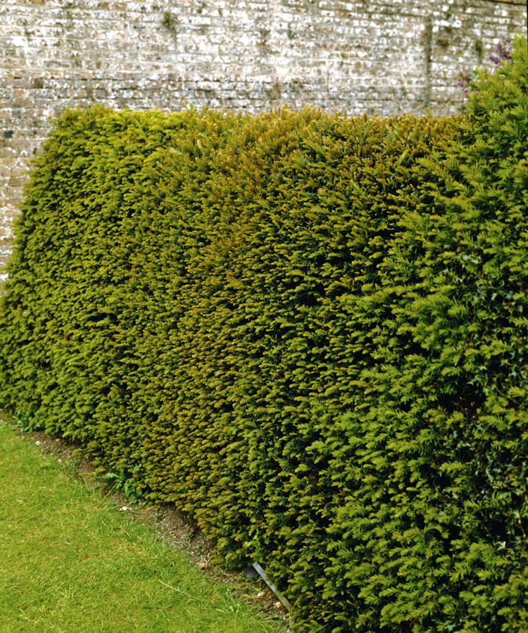 Professional gardeners reveal when to trim evergreen bushes to keep