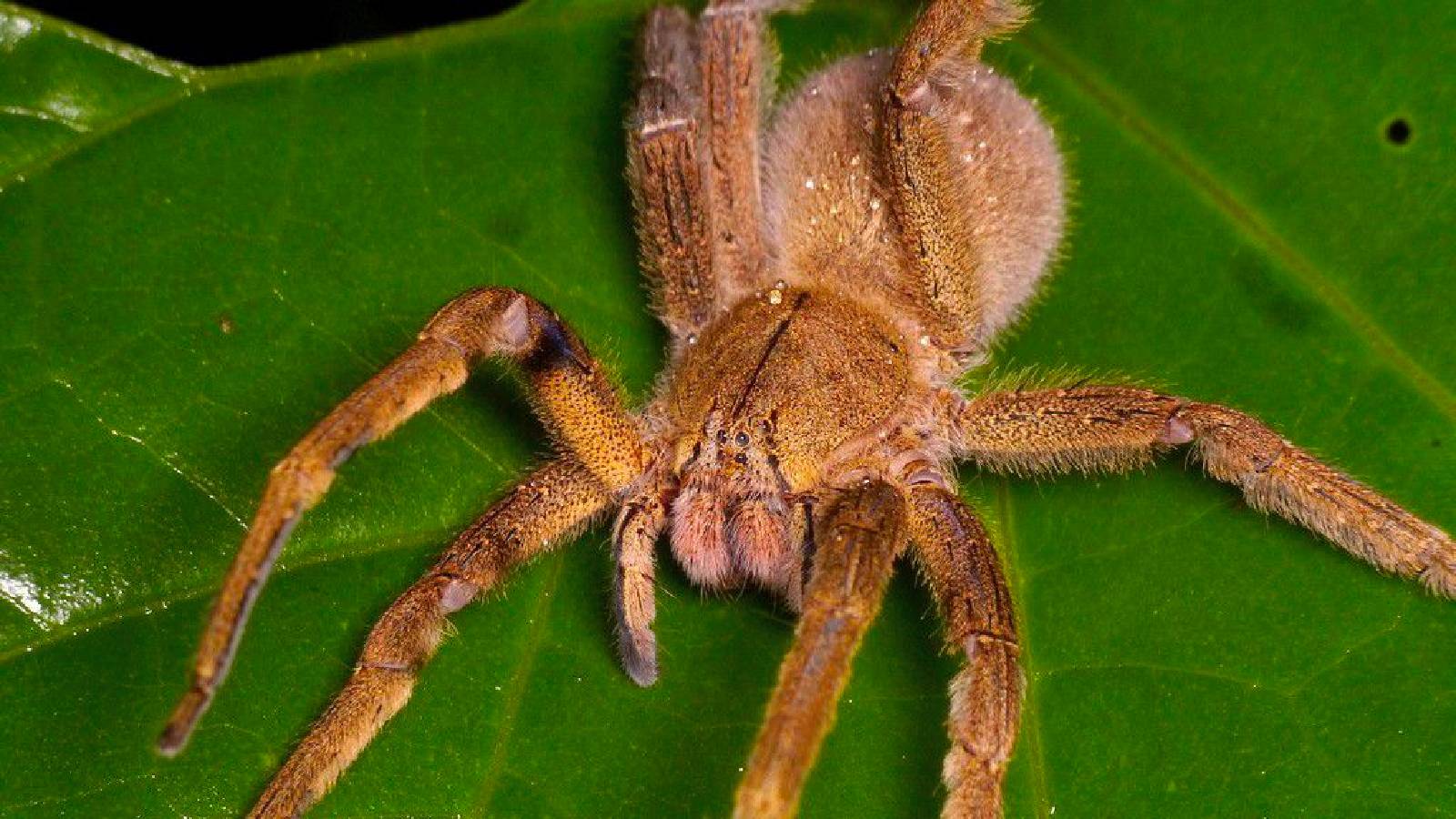 Самые самые паукообразные. Бразильский Странствующий паук. Бразильский блуждающий (Странствующий) паук. Самый опасный паук бразильский Странствующий. Амазонский Странствующий паук.