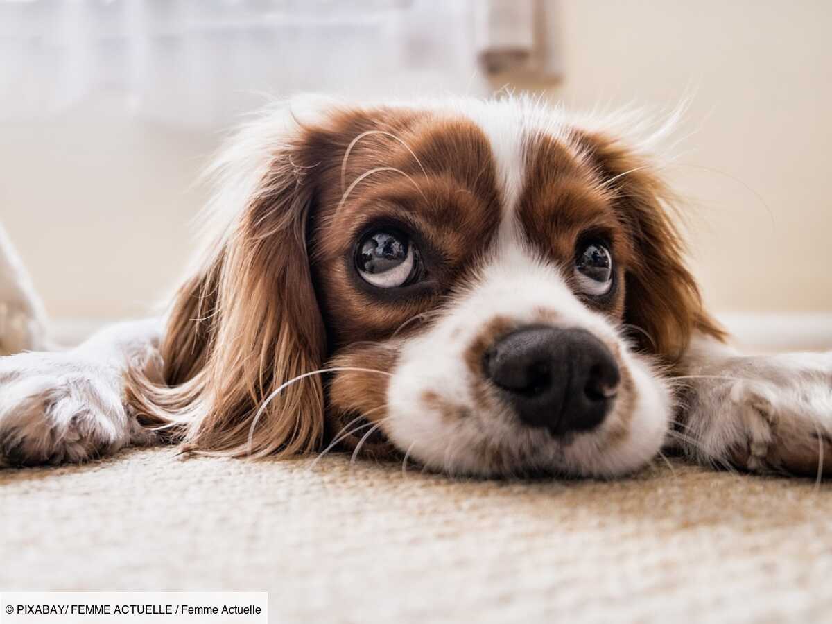 quelle est cette mystérieuse maladie qui affecte les chiens et inquiète les vétérinaires ?