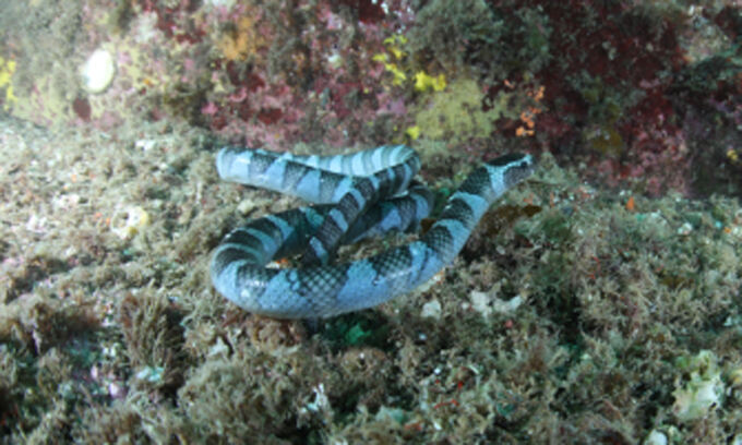 독사 20배 맹독, ‘넓은띠큰바다뱀’ 다도해해상국립공원서 첫 발견