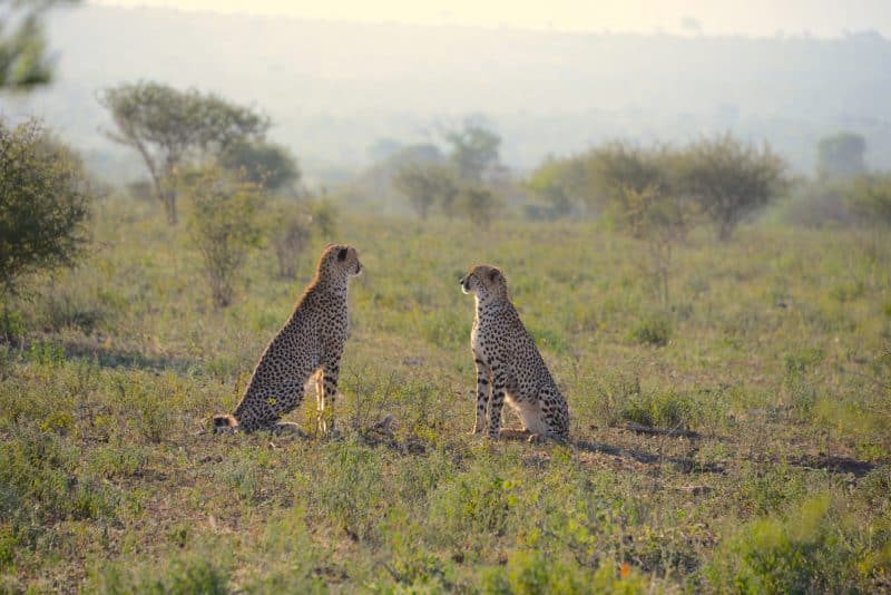 <p>Satara Camp stakes its reputation on being one of the best spots in the world for viewing Lion, Leopard and Cheetah in the wild. Satara Camp is often referred to as the ‘cat camp’ because of the large numbers of Lion and Cheetah in the area, and is for this reason that Satara is such a popular camp. </p> <p>Because the fertile grazing land surrounding Satara this attracts vast herds of antelope and other grazers, and therefore, the large <a class="wpil_keyword_link" href="https://www.animalsaroundtheglobe.com/cats/" title="cats">cats</a> that prey on them are in abundance for you to see on your South African safari.</p> <p>Besides the regular <a href="https://www.animalsaroundtheglobe.com/14-most-endangered-big-cats-in-the-world/">big cats</a>, general game includes; Blue wildebeest, zebra, waterbuck, giraffe and the ubiquitous Impala. Rhino, buffalo and <a class="wpil_keyword_link " href="https://www.animalsaroundtheglobe.com/see-elephants/" title="elephant">elephant</a> are also easily seen from Satara. </p> <p>Of the smaller animals, the Honeybadger is something to look out for on this South African safari. At night, spotted hyena regularly whoop from the camp’s perimeter while the repetitive sonar chink of fruit bats blends with the chirp of cicada and cricket. </p> <p>Clearly, Satara is a special camp to visit for its rich and popular wildlife viewing. It is situated around 90 kilometres from Skakuza, and has the most amazing sense of ‘wild’ in the camp. </p>