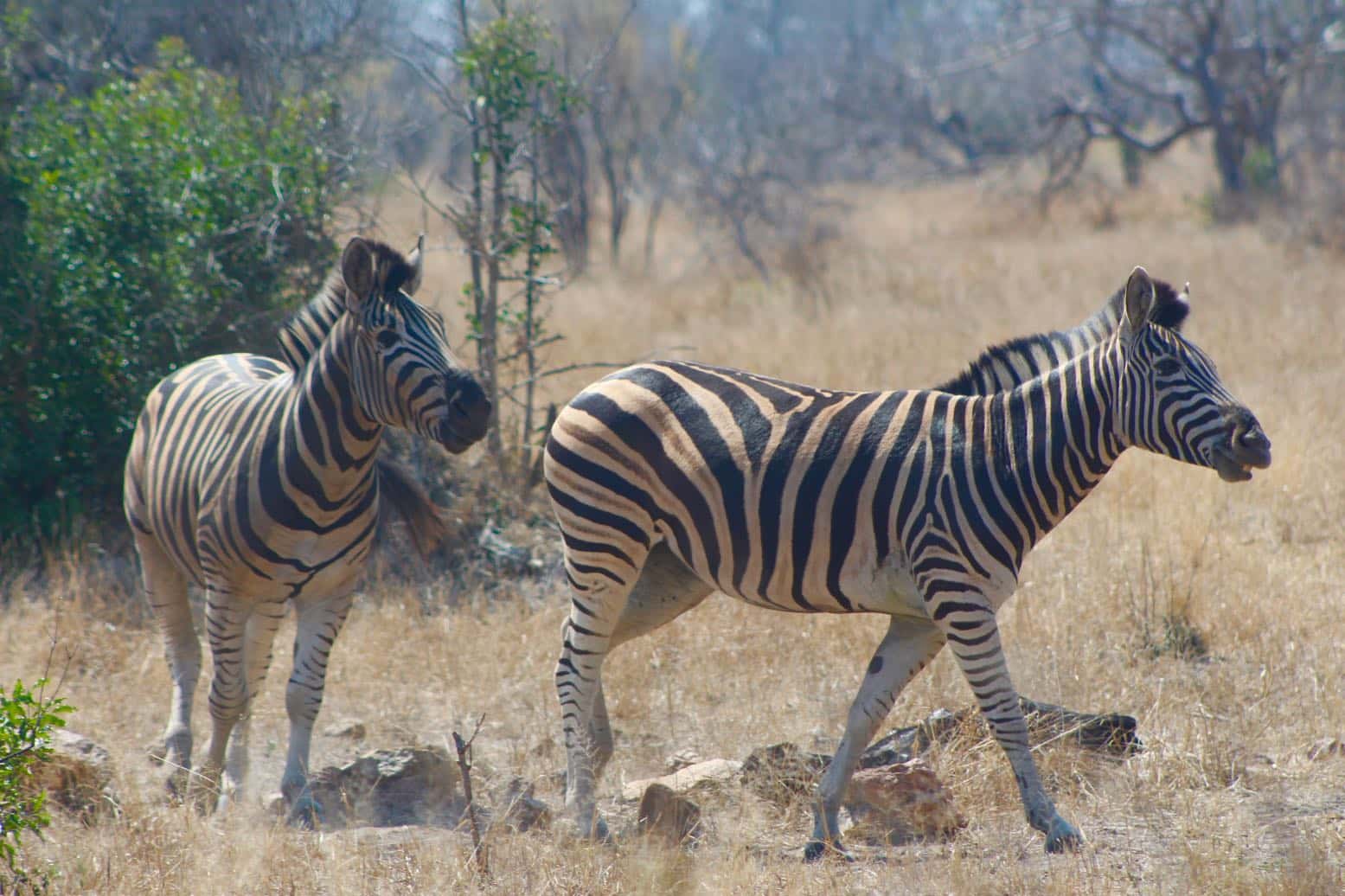 best time to visit south africa kruger national park