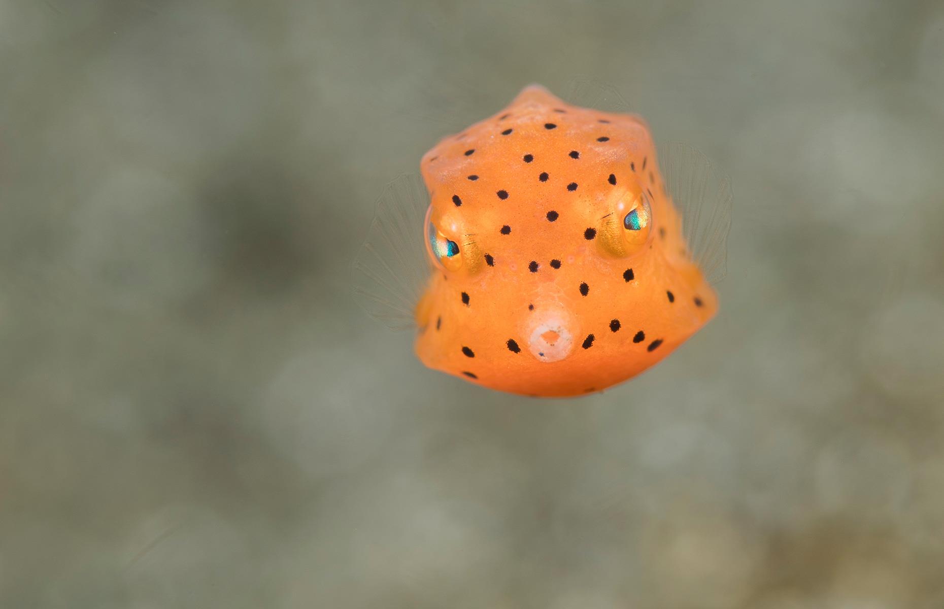 14 fascinating sea creatures captured on camera