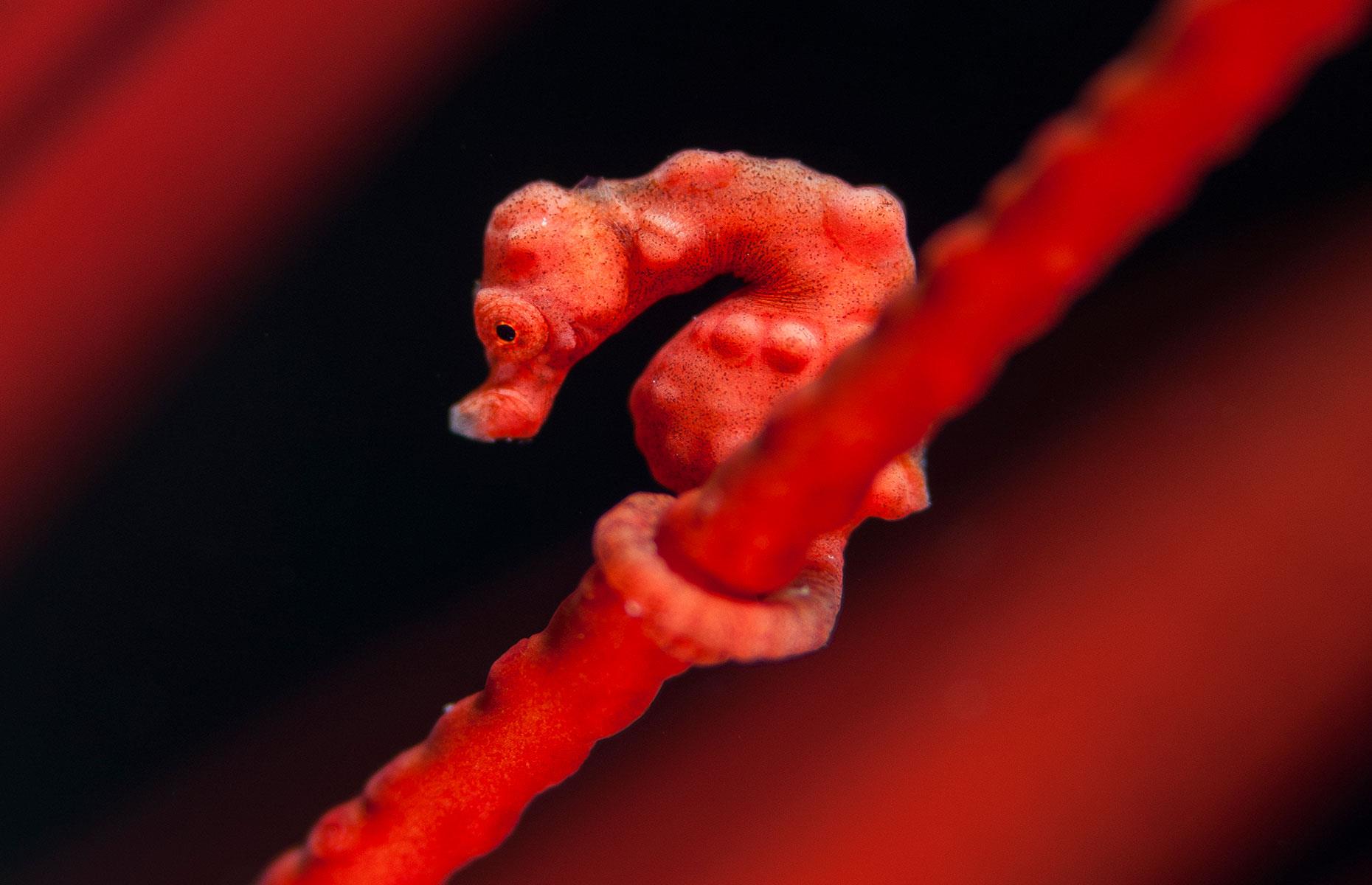 Check out these captivating pics of newly-discovered sea life